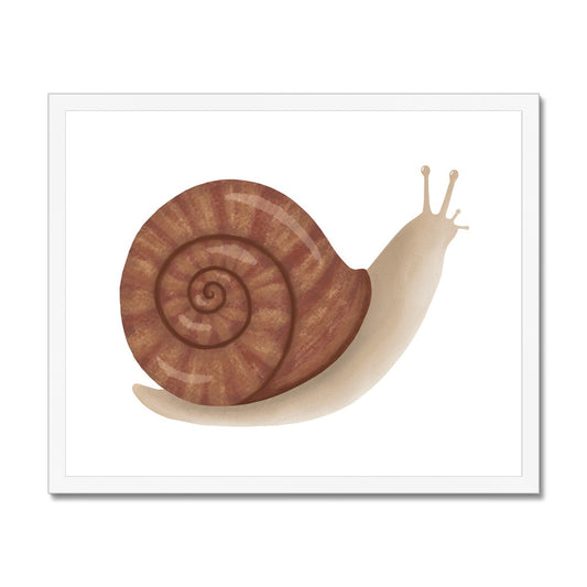 Snail / Framed Print