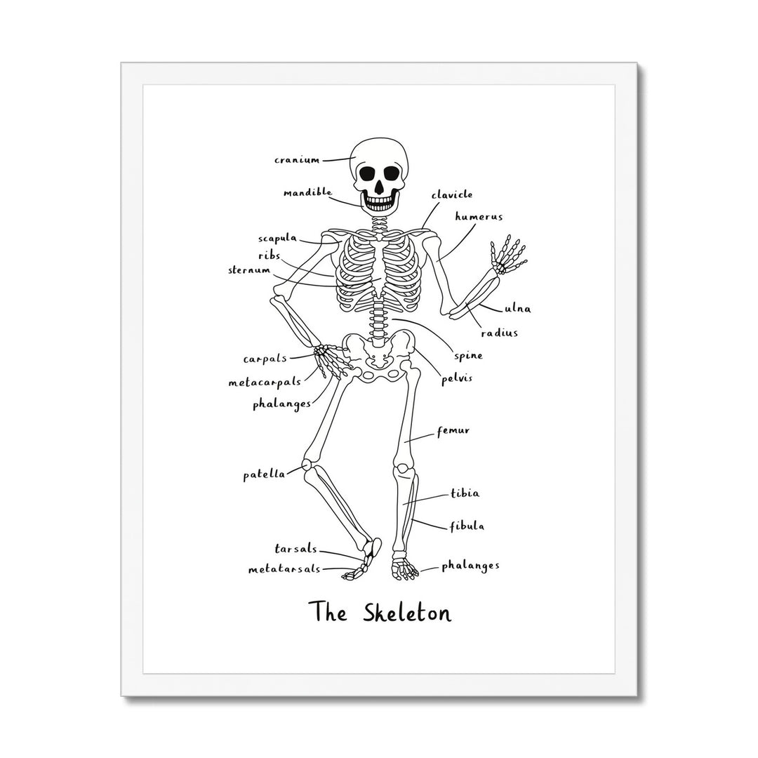 Skeleton in white / Framed Print