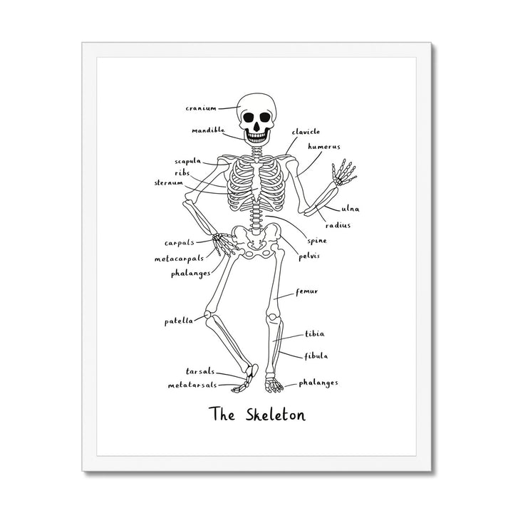 Skeleton in white / Framed Print