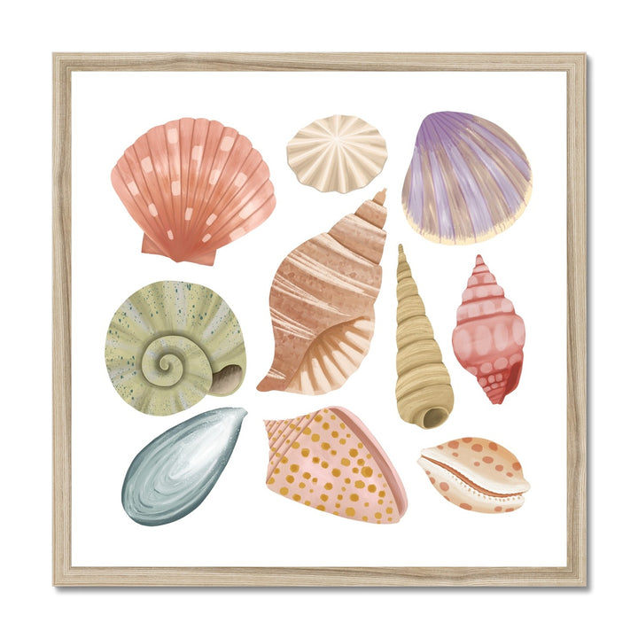 Shells / Framed Print