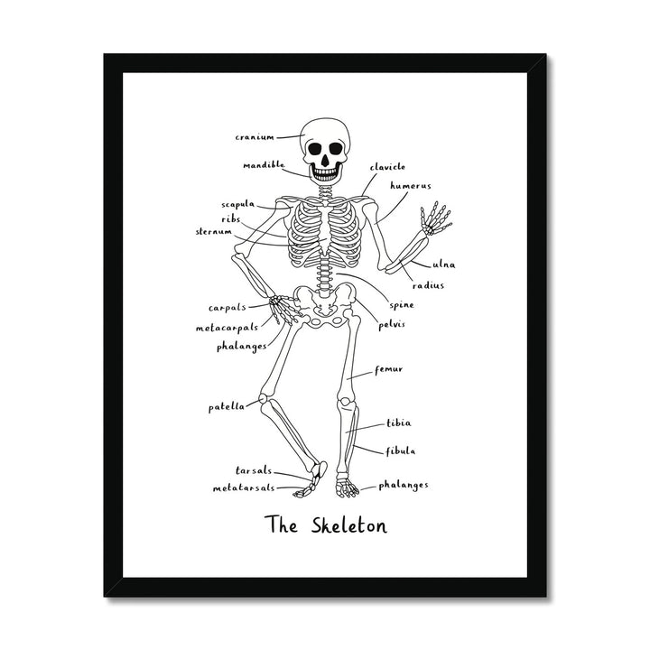 Skeleton in white / Framed Print