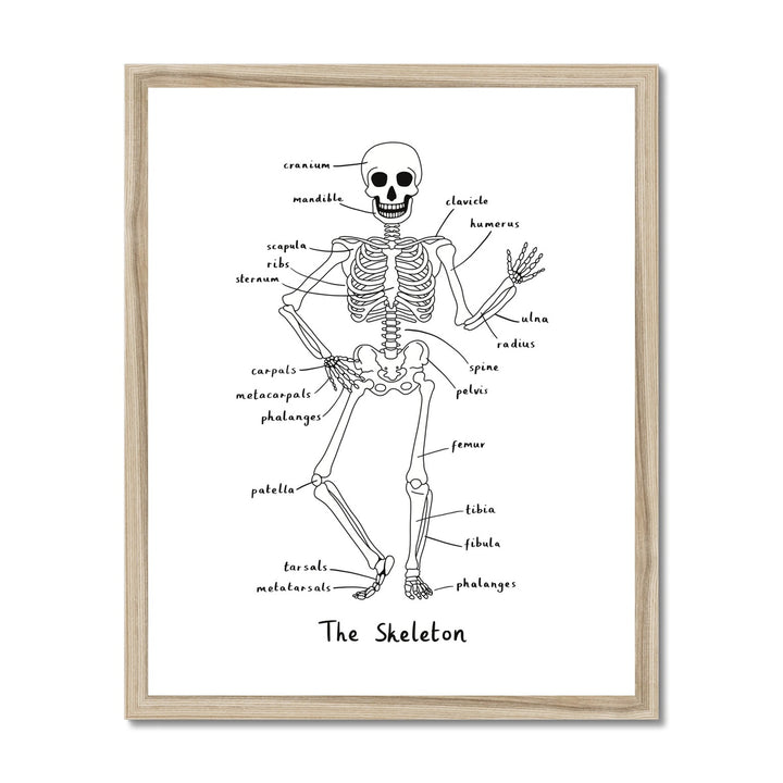 Skeleton in white / Framed Print